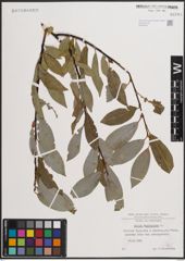 Foto von Salix daphnoides Vill.